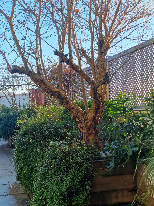 Aménagement d'une terrasse à Rillieux la Pape