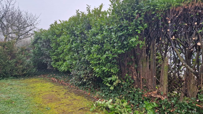 Regeneration de haies de lauriers et eleagnus à Caluire et Cuire