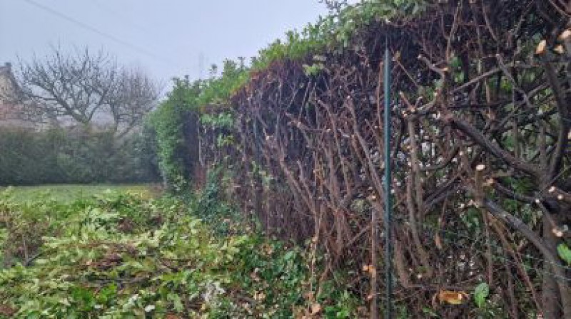 Regeneration de haies de lauriers et eleagnus à Caluire et Cuire