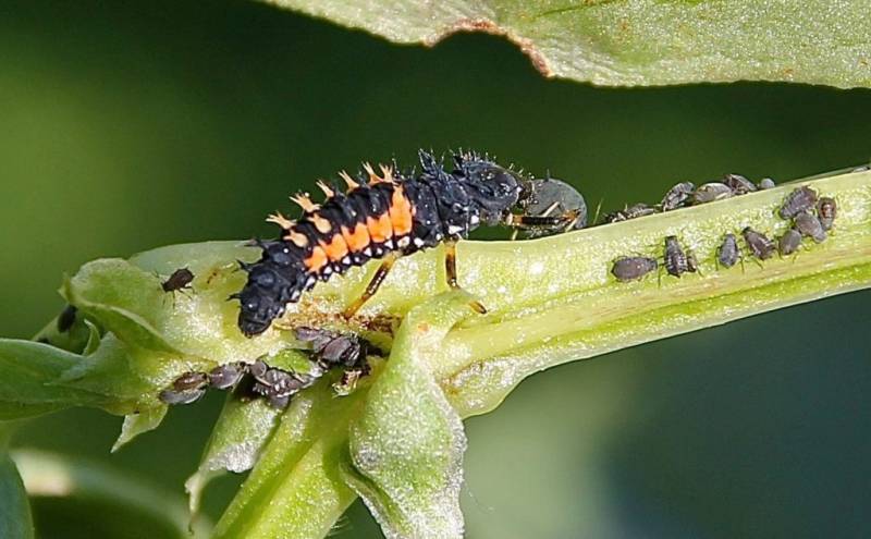 larve de coccinelle