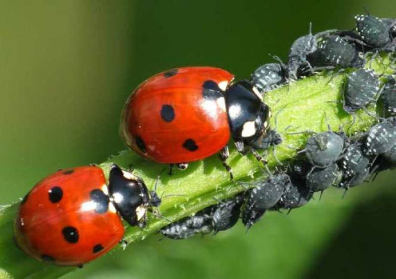 Coccinelles dévorant des pucerons